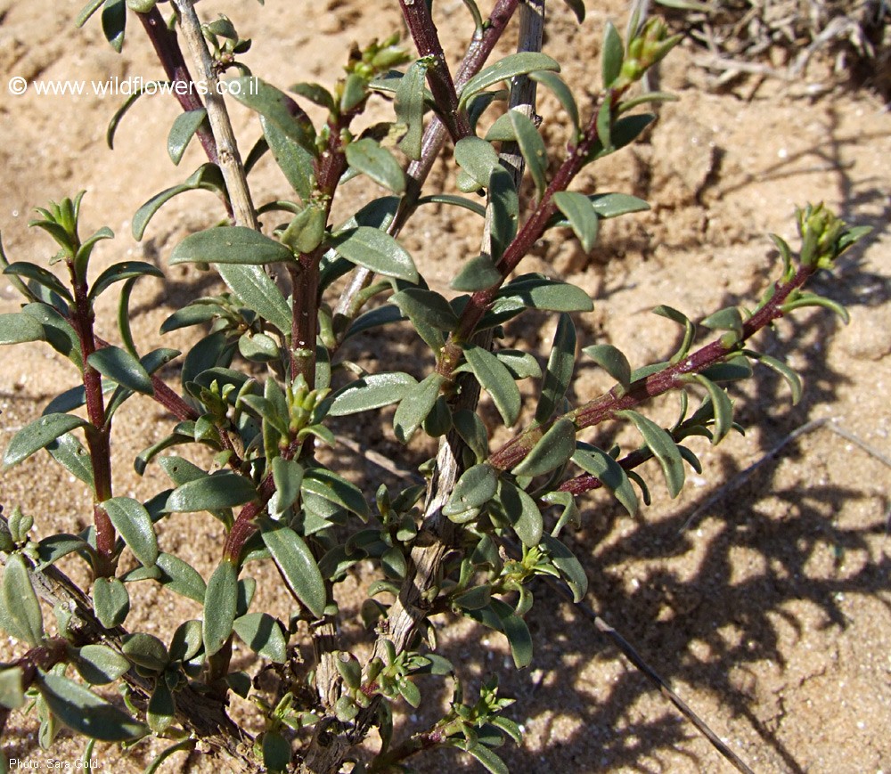 Scrophularia hypericifolia